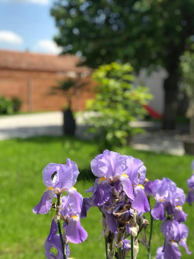Eden Apartman Algyo Bagian luar foto